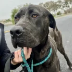 Joy, a black brindle Cane Corso