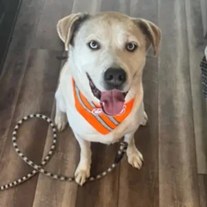 King Arthur, a yellow and white Siberian Husky mix