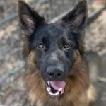 Lilly, female, brown and black German Shepherd.