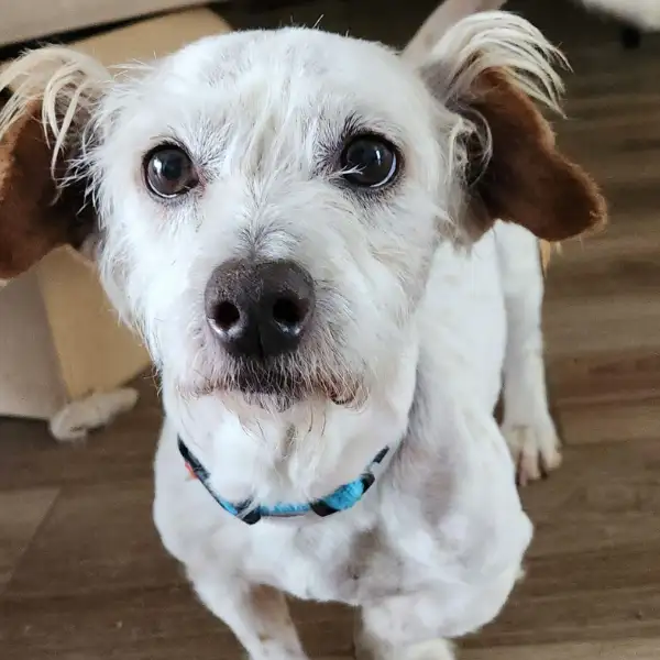 Lobster Roll, a male, white Dachshund mix