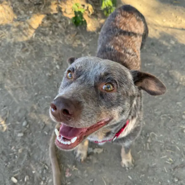 Marvin, a male, brown and white Australian Cattle Dog mix