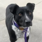 Miles, a male, black and white Australian Cattle Dog mix