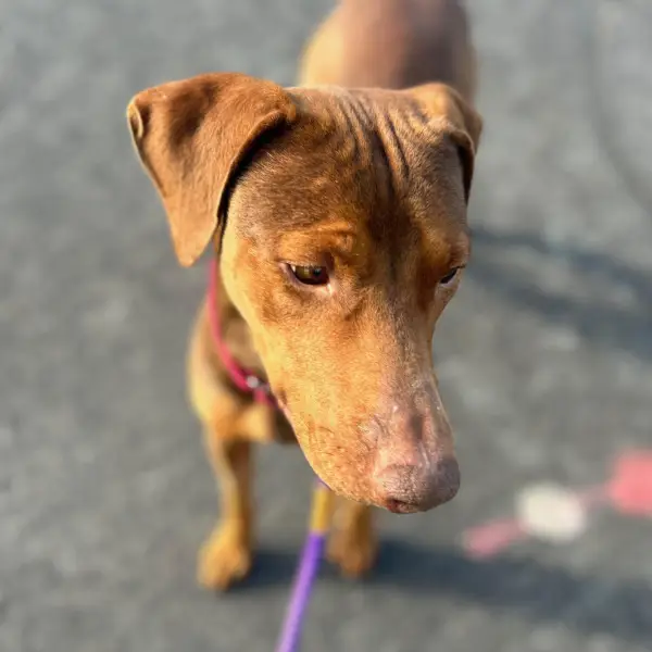 Momma Bird, a female, brown Doberman Pinscher