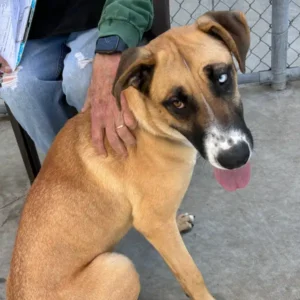 Nana, a female, tan and white Great Dane mix