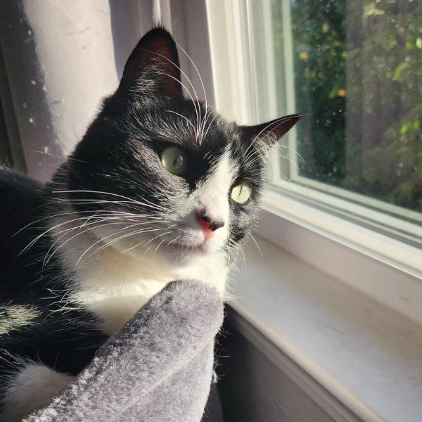 Oreo
