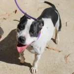 Penny, a female, white and black Pit Bull Terrier mix