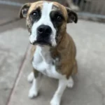 Ralph, a neutered male, brown brindle and white Pit Bull Terrier mix