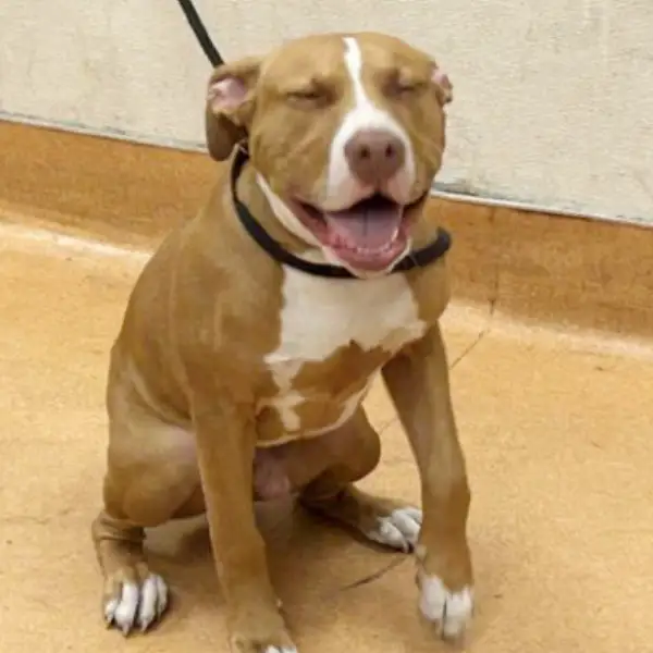 Red, a male, tan and white Pit Bull Terrier