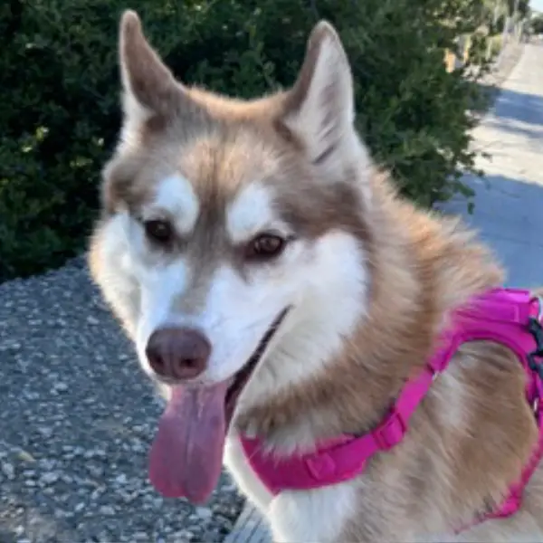 Rome, a male, brown and white Siberian Husky