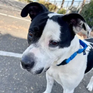 Rose, a white and black Pit Bull Terrier