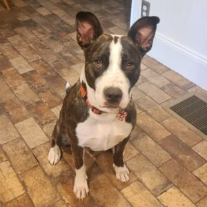 Rosie