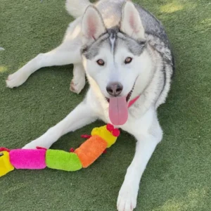 Scribe, a female, gray and white Siberian Husky