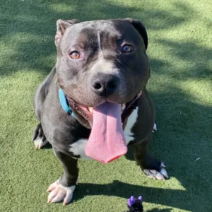 Smokey, a neutered male, black and white Pit Bull Terrier