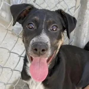 Sprocket, a female, black and white German Shepherd Dog and Pit Bull Terrier