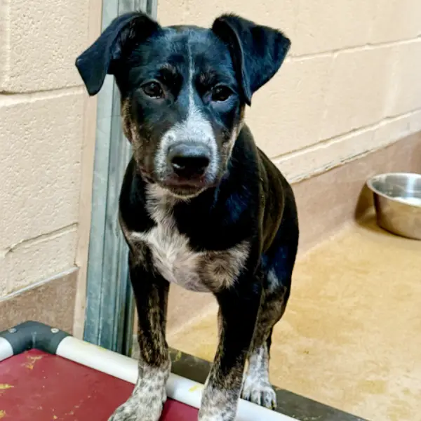 Sprocket, a female, black and white German Shepherd Dog and Pit Bull Terrier