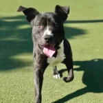 Sprocket, a female, black and white German Shepherd Dog and Pit Bull Terrier