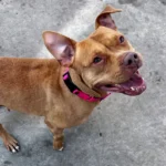 Tami, a tan and white Pit Bull Terrier mix