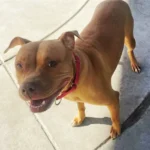 Tami, a tan and white Pit Bull Terrier mix