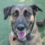 Tessa, a brown and tan shepard mix