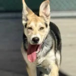 Titus, a black and tan German Shepherd Dog mix