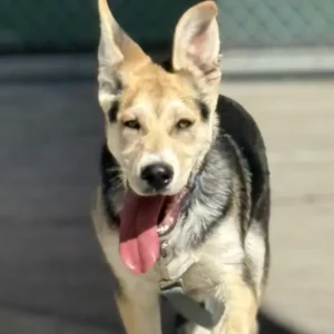 Titus, a black and tan German Shepherd Dog mix