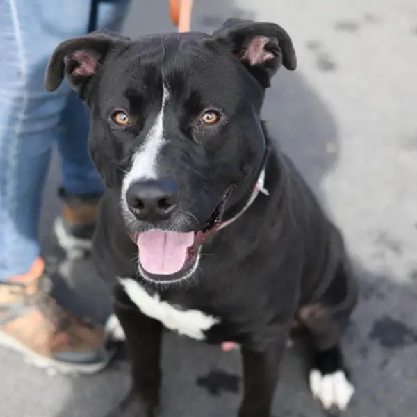 Tripp, a male black and white Pit Bull Terrier and Labrador Retriever mix