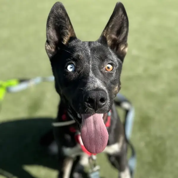 Vespa, a male, black and white Border Collie mix