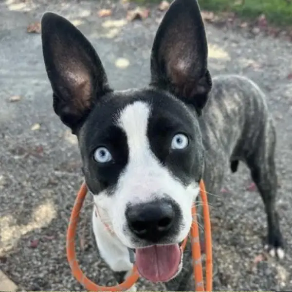 Whitney, a brown brindle and white Australian Kelpie mix