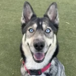 Willow, a spayed female, sable Siberian Husky