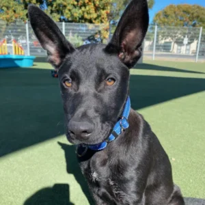 Wyatt, a black and white German Shepherd Dog mix