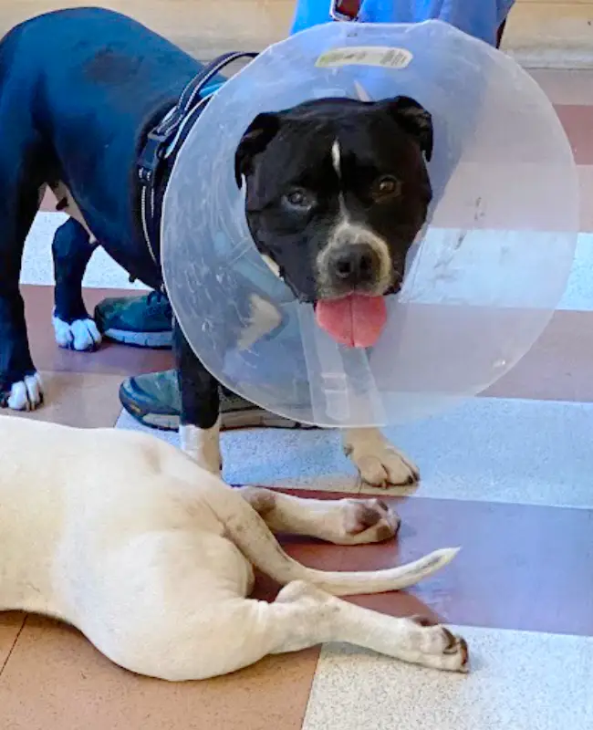 Dog with cone on at clinic