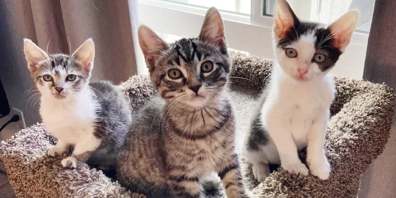 Adoption Hours