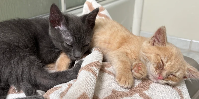 Adoption Hours