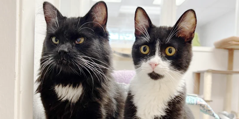 Adoption Hours