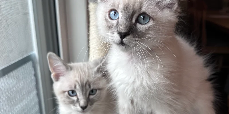 Adoption Hours