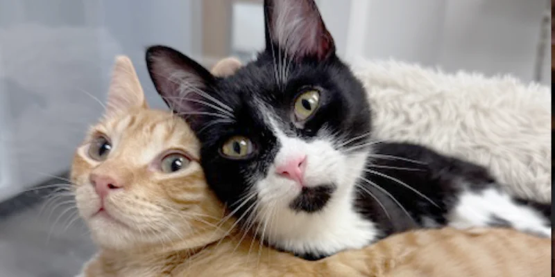 Adoption Hours