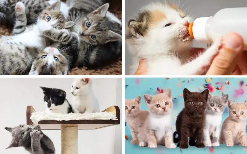 Kitty montage