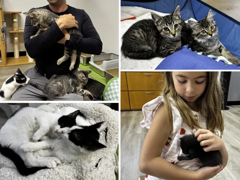 group of adoptable cats