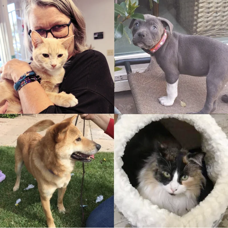 multiple images of foster cats and dogs