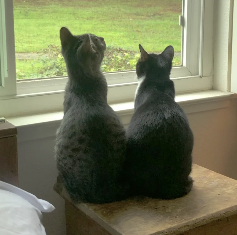 two cats at a home looking out a window
