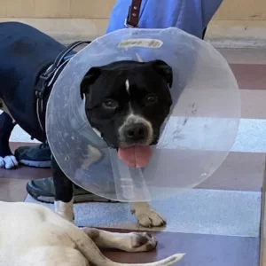 Spay/Neuter Assistance Program dog with cone on