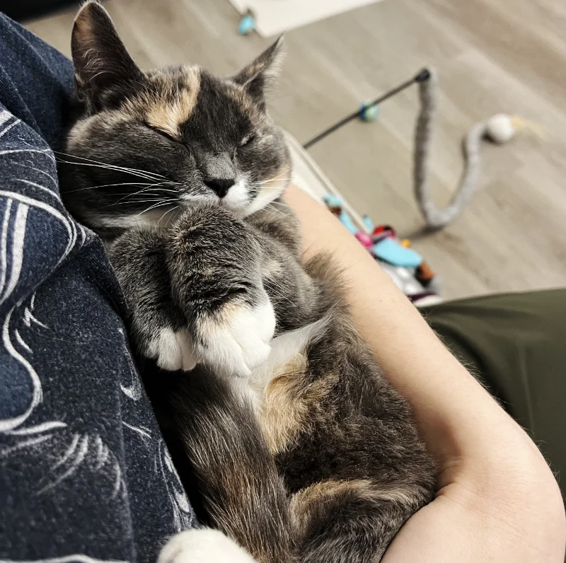 Women cuddling content cat in Kitty Corner