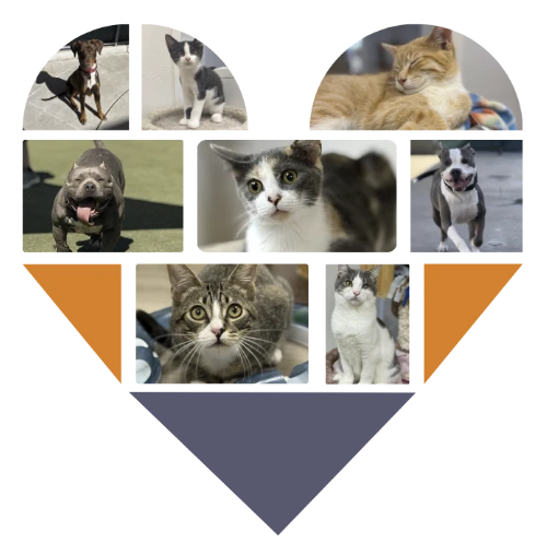 Giving Tuesday heart with pet images