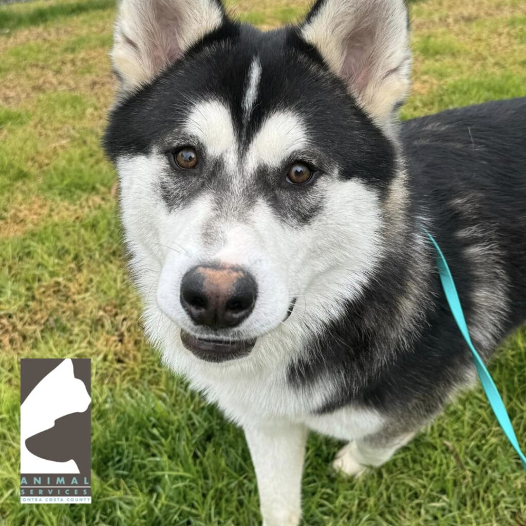 Fargo, a sweet husky