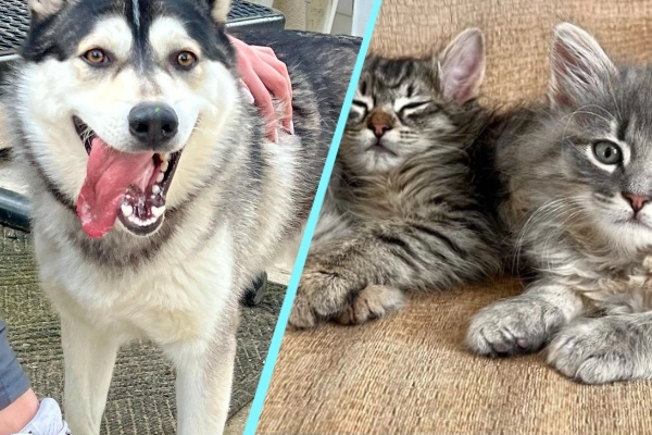 happy dog and content kitties