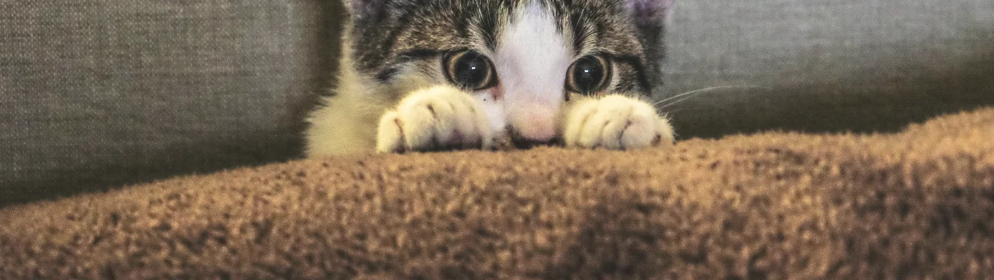 Cute kitten peering over blanket