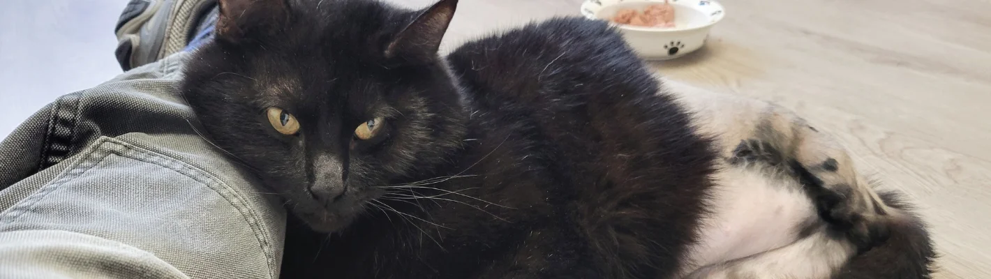 black cat resting on volunteer leg