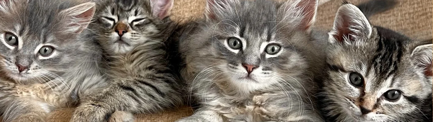 group of four gray kitties brothers and sisters