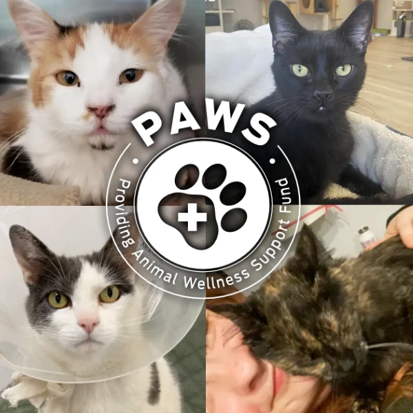 PAWS Fund logo, Providing Animal Wellness Support overlaying images of Cats with special medical needs