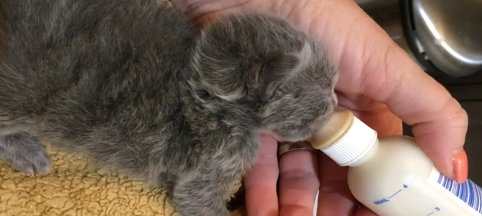 Kitten being bottle fed